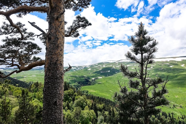 Uma floresta ao lado das rochas com vista para os prados alpinos O planalto LagoNaki na Adygea Rússia 2021