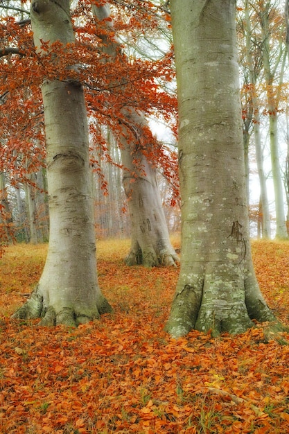 Uma floresta cênica no outono folhas coloridas de ouro amarelo e vermelho no chão e árvores em uma floresta misteriosa durante a temporada de outono troncos de árvores cercados por folhas secas caídas em uma floresta