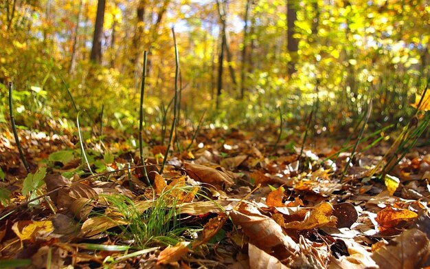 uma floresta com algumas folhas e uma pequena planta no chão