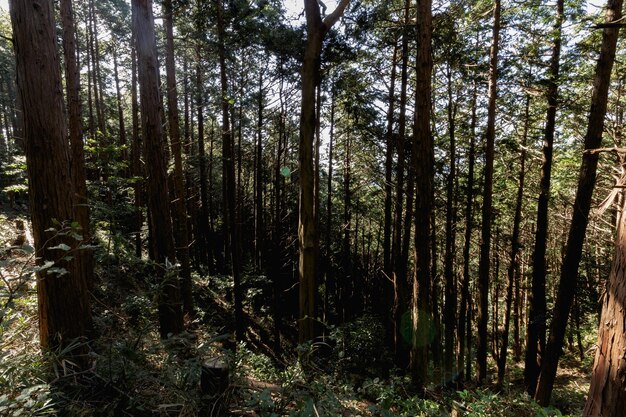 Uma floresta com árvores altas e o sol brilhando por entre as árvores