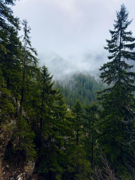 Foto uma floresta com árvores altas e uma montanha ao fundo