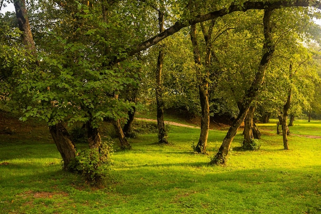 Uma floresta com árvores e grama em primeiro plano e o sol brilhando na grama.
