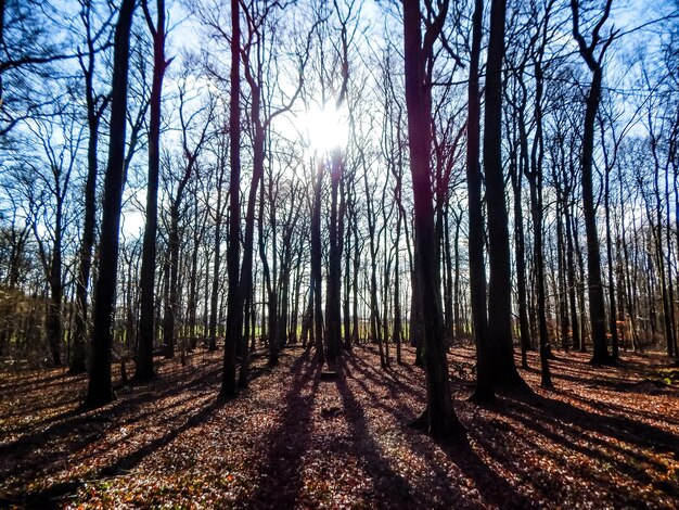 Uma floresta com árvores e o sol brilhando por entre as árvores