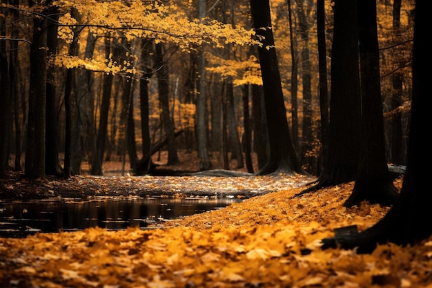 uma floresta com folhas de outono