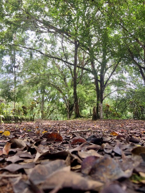 Foto uma floresta com folhas no chão e uma árvore