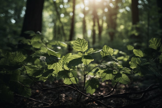 Uma floresta com folhas verdes e o sol brilhando por entre as árvores