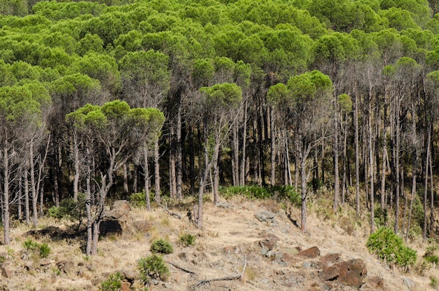 Foto uma floresta com muitas árvores que estão no meio dela