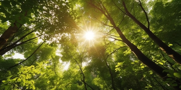 Uma floresta com sol brilhando por entre as árvores