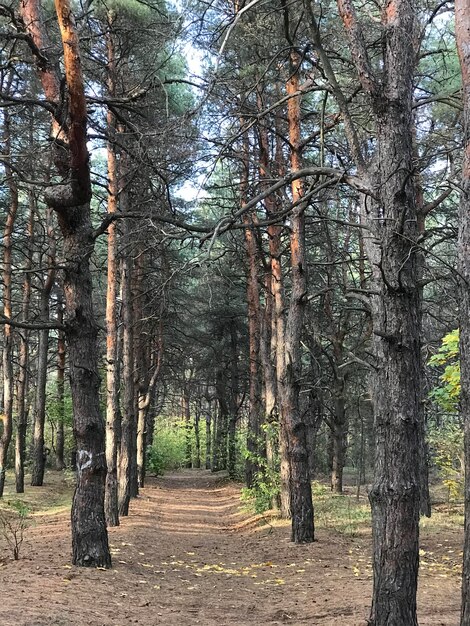 Uma floresta com um caminho