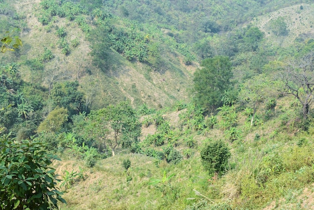 Uma floresta com uma colina ao fundo