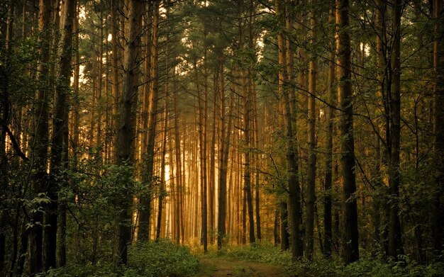 Foto uma floresta com uma estrada que tem uma árvore nela