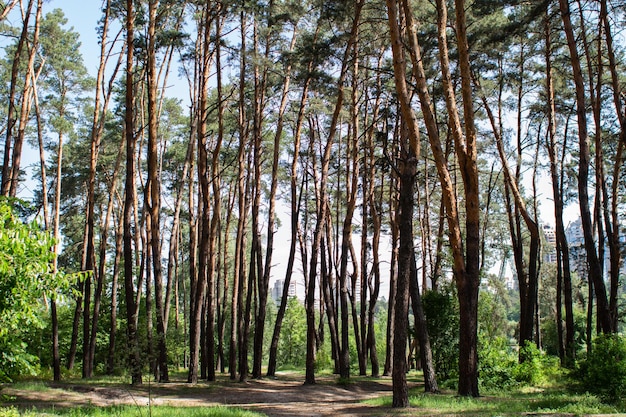 Uma floresta de árvores com um céu azul atrás delas