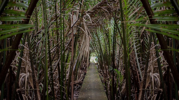 Uma floresta de árvores do chão em uma longa encosta viva uma vida em harmonia com a natureza