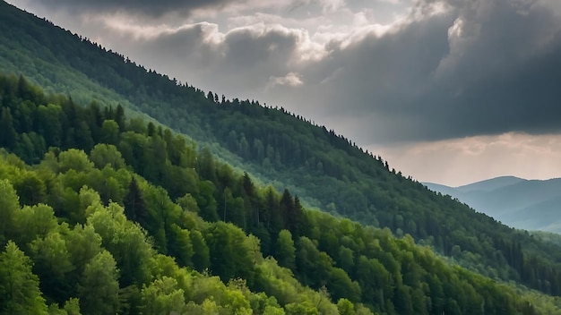 Foto uma floresta de árvores em uma montanha com um céu nublado acima