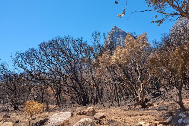Uma floresta de árvores queimadas após um incêndio florestal na table mountain cidade do cabo áfrica do sul muitas árvores altas foram destruídas em um incêndio florestal abaixo de troncos de árvores chamuscados pretos no topo de uma colina em um dia ensolarado