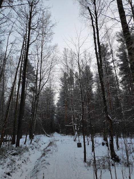 Uma floresta de neve com árvores e uma placa que diz 'floresta'