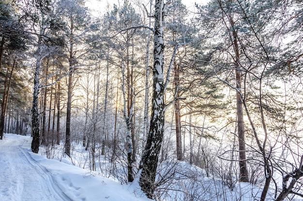 Uma floresta de neve com um caminho e árvores cobertas de neve