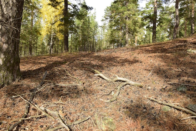 Uma floresta de pinheiros de primavera Aldeia de Skripino Ulyanovsk Rússia a pedra na floresta Skrzypinski Kuchury