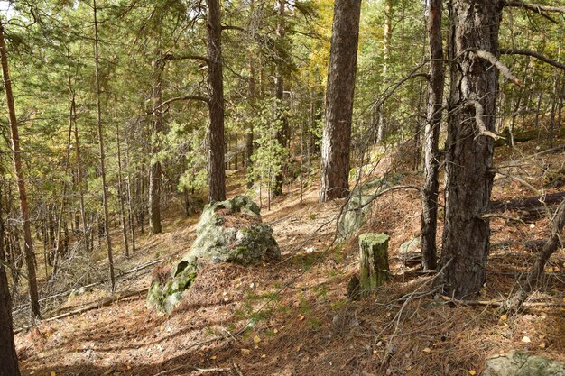 Uma floresta de pinheiros de primavera Aldeia de Skripino Ulyanovsk Rússia a pedra na floresta Skrzypinski Kuchury