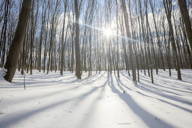 Uma floresta panorâmica de inverno com neve e sol