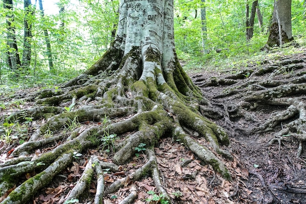 Uma floresta pitoresca a caminho da prateleira de águias Mezmai