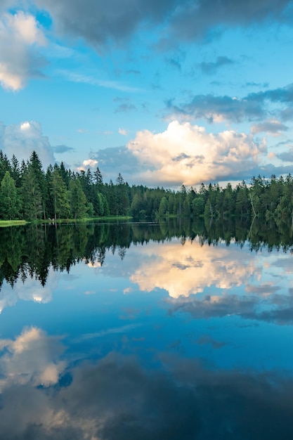 Uma floresta que fica perto da água e se reflete na água