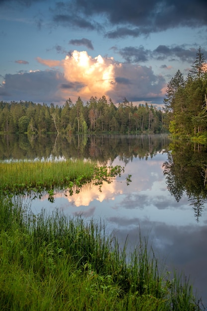 Uma floresta que fica perto da água e se reflete na água