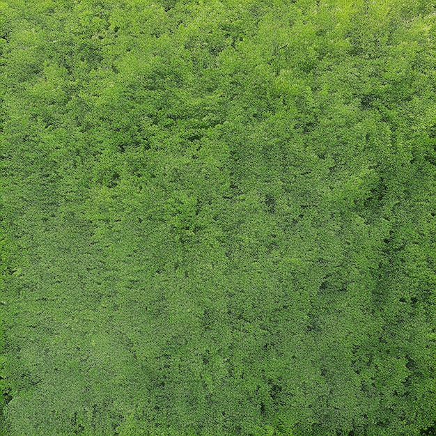 Uma floresta verde com muitas árvores e a palavra floresta nela