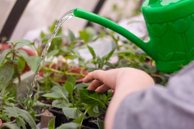 Uma florista feminina rega mudas de flores em uma estufacuidados com plantas