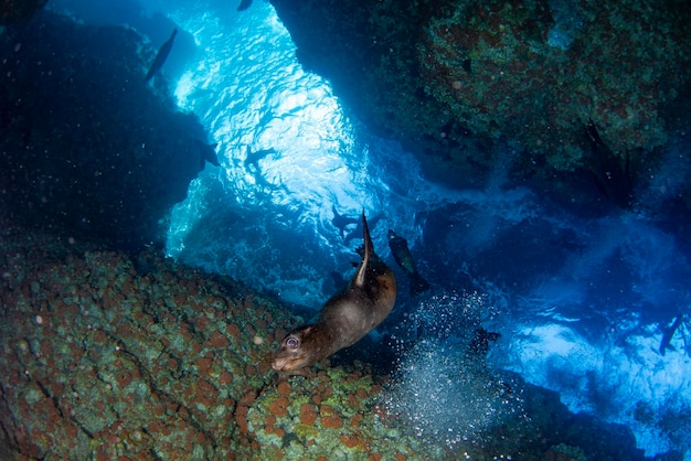 uma foca-leão-marinho vindo até você debaixo d'água