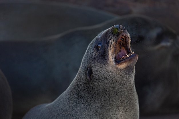 Uma foca tem a boca aberta em cape cross namíbia