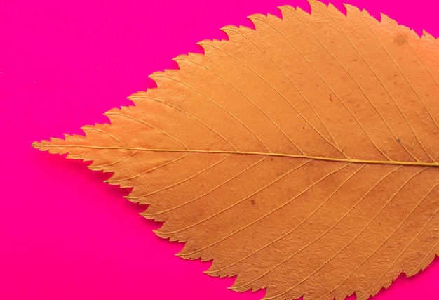 Uma folha amarela em um fundo rosa