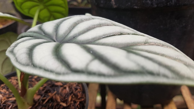 Uma folha branca com uma folha verde escura com linhas brancas nas bordas