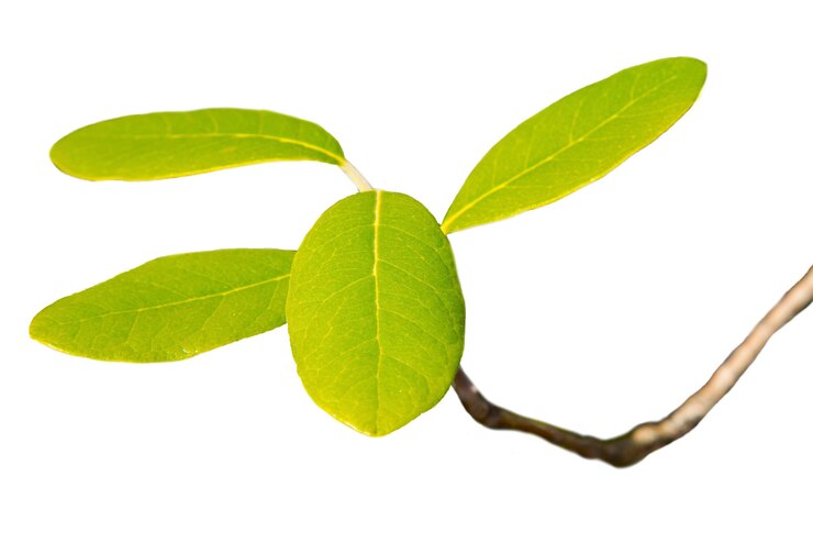 Foto uma folha da árvore amarela da feijoa assa. folha verde da árvore frutífera assa em um galho, em um fundo branco, isolado, início da primavera