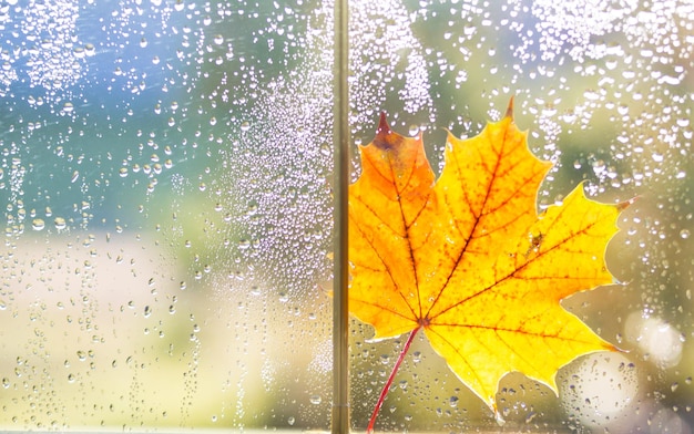 Uma folha de bordo seca amarela presa ao vidro molhado da janela com gotas de chuva Previsão do clima de outono
