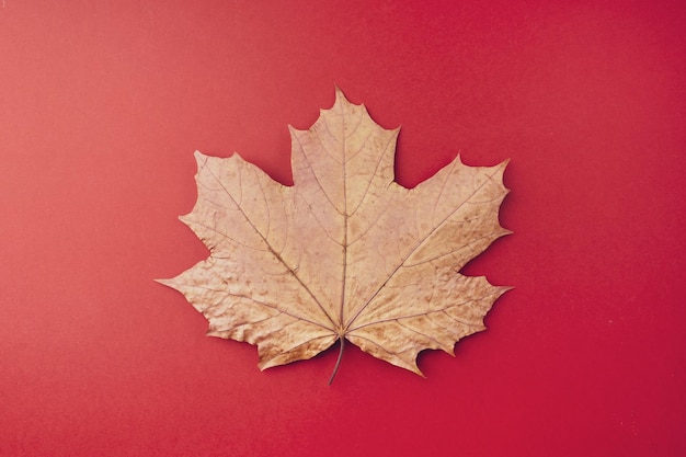 Uma folha de bordo seca de outono encontra-se em um fundo vermelho closeup Conceito mínimo de outono plana vista superior plana espaço de cópia Símbolo do Dia do Canadá Canadá