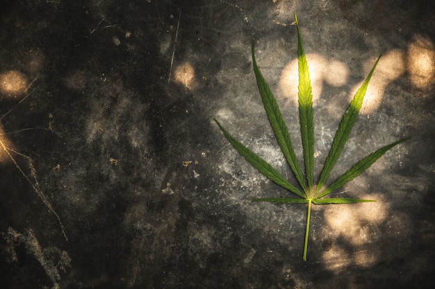 Foto uma folha de cannabis no chão de cimento