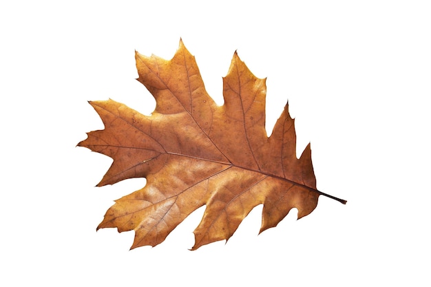 Uma folha de carvalho de outono isolada em fundo branco
