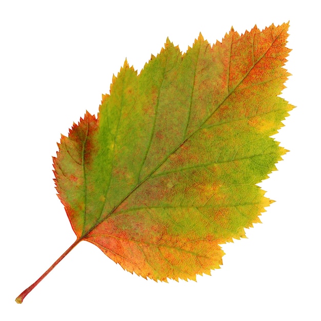 Uma folha de espinheiro-alvar outono isolada em um fundo branco. herbário, folhas caídas.