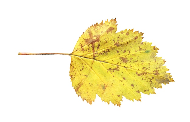 Uma folha de espinheiro isolada Folha caída amarela da árvore de espinheiro isolada