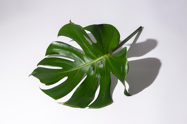 Uma folha de monstera verde tropical fresca isolada no fundo branco