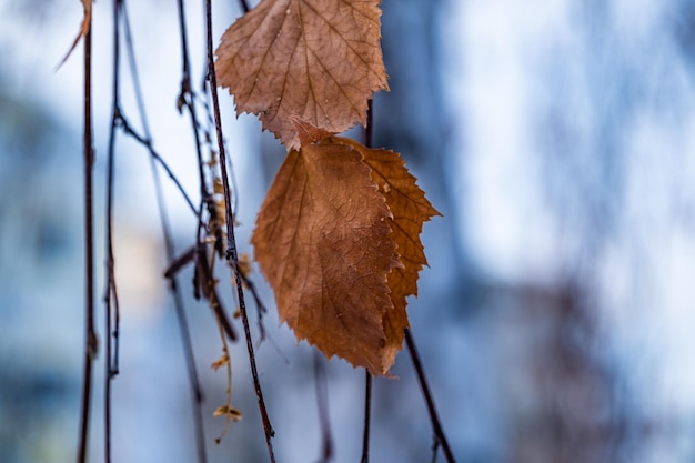 Uma folha de outono seca entre os galhos no inverno.