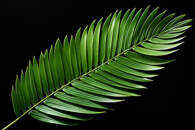 uma folha de palmeira é mostrada contra um fundo preto