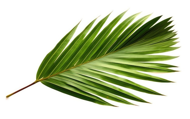 Uma folha de palmeira verde sobre um fundo branco