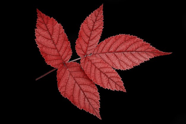 Uma folha é uma árvore de cor vermelha