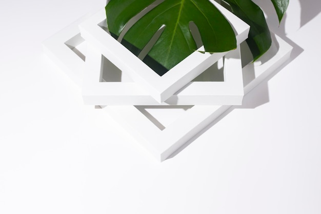 Uma folha fresca de monstera verde tropical em um fundo branco encontra-se em uma moldura de pódio branca.