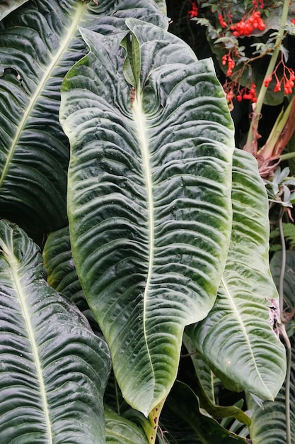 Uma folha madura de Anthurium Veitchii também conhecida como King Anthurium