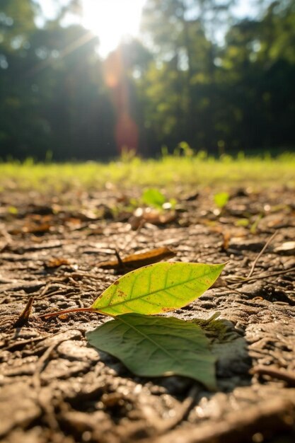 uma folha no chão na floresta