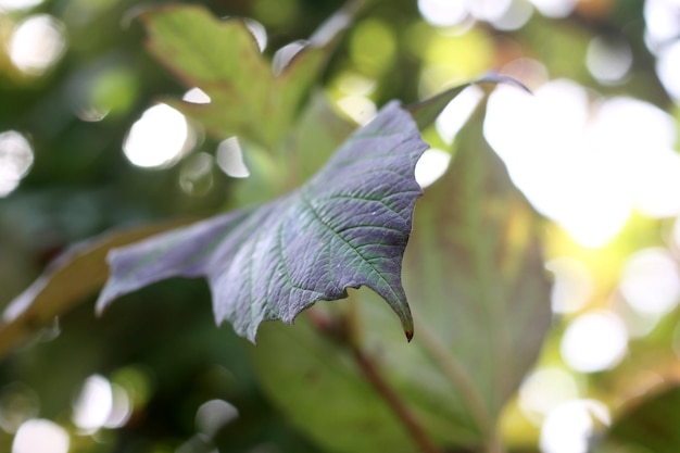 Uma folha que tem a palavra maple nela