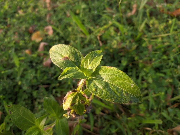 Uma folha verde com a palavra " on it "